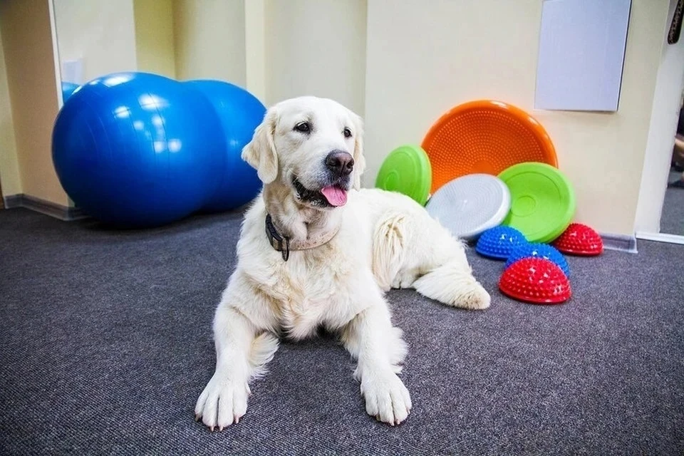 Кинолог Уражевский: собаки, как и люди, имеют разный темперамент