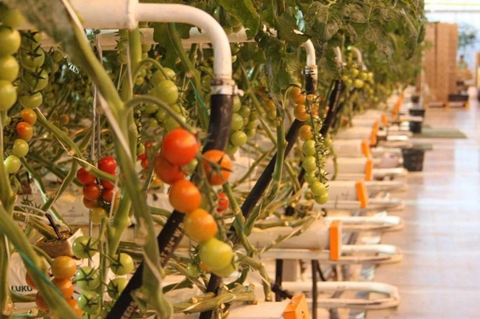 Сейчас в крае реализуются сразу несколько крупных инвестпроектов по этому направлению. Фото: соцсети губернатора Ставрополья.