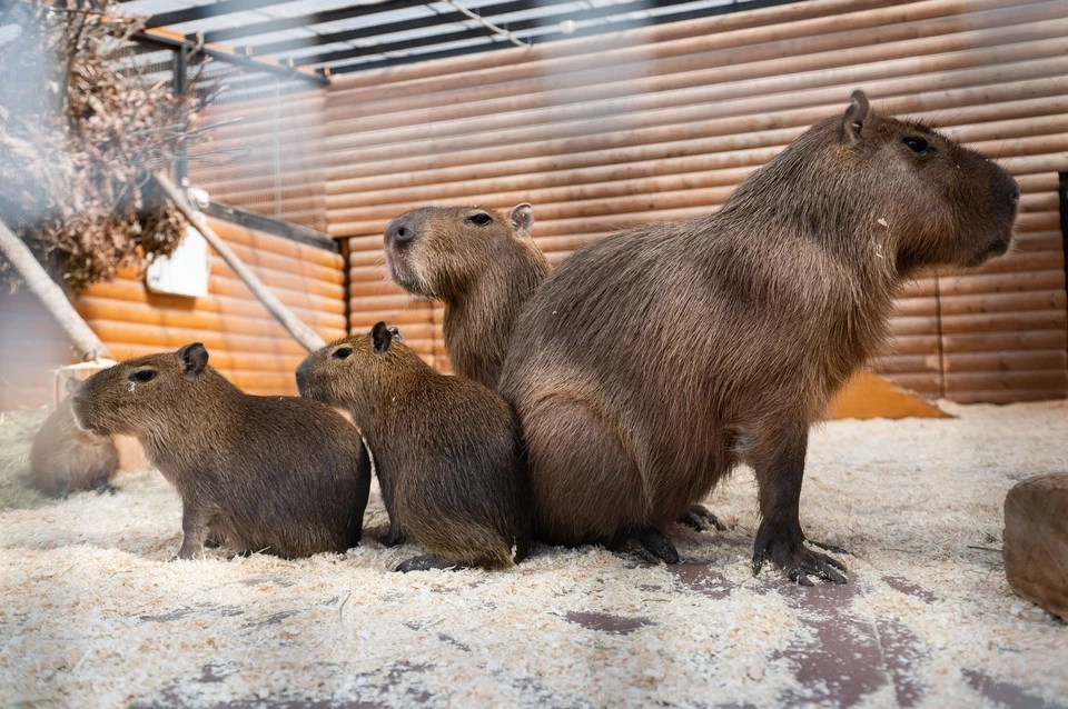 Life: семейство капибар устроило автомобильную пробку в Бразилии