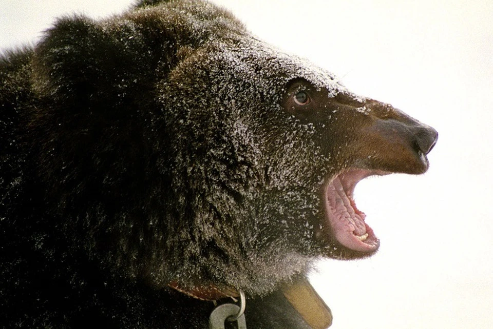 Доисторический хищник по величине был как самые крупные из современных бурых медведей