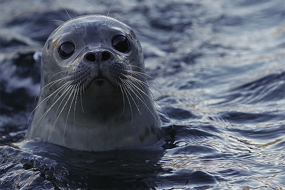 На берегу Каспийского моря в Казахстане нашли 112 погибших тюленей
