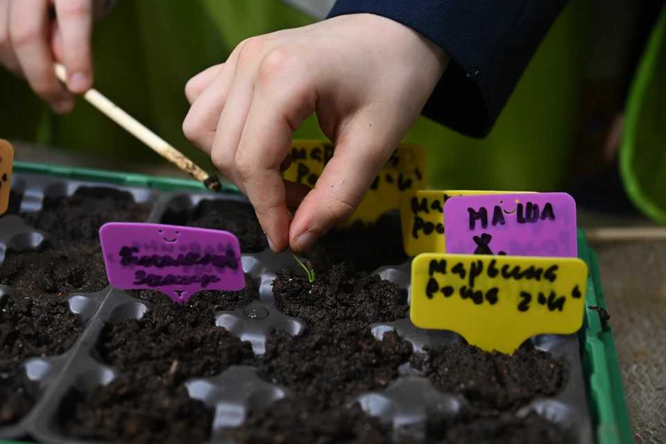 Использование семян высших репродукций может увеличить урожайность на 10 и более центнеров с гектара.