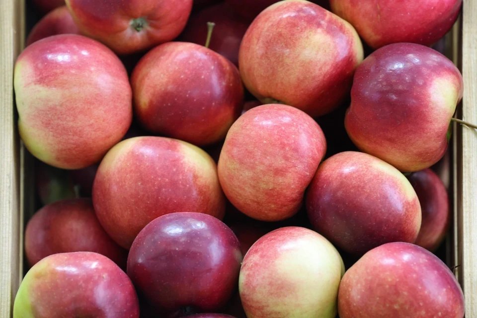 КТ: Кандагар отправил в Россию первые 50 тонн яблок