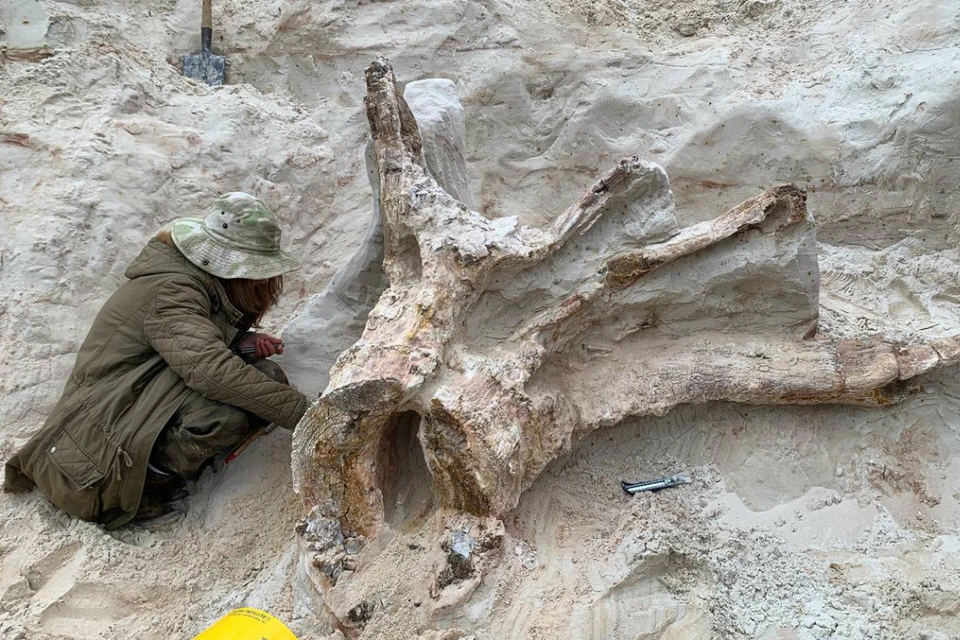 Пень откапывали несколько дней. Фото: Антон Барашенков.