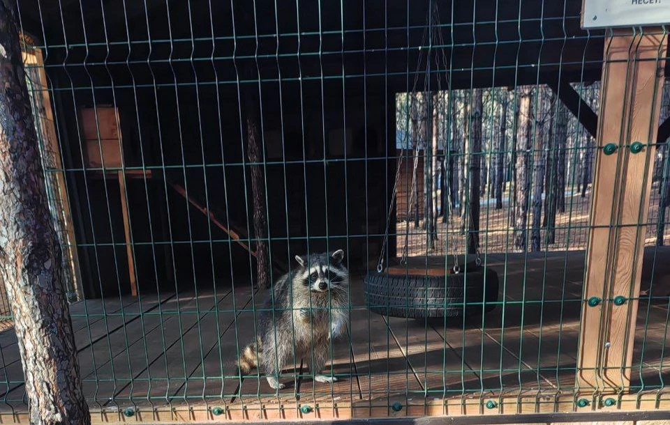 Владелец зоопарка не имел лицензии. Фото: пресс-служба Уральского межрегионального управления Россельхознадзора