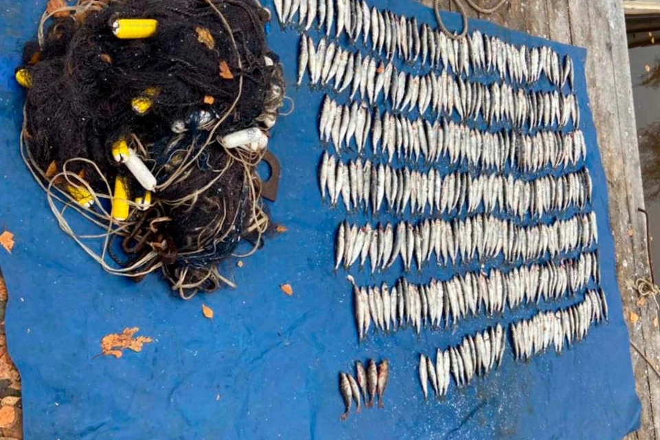 Результат незаконного улова. Фото: t.me/mvdszfo