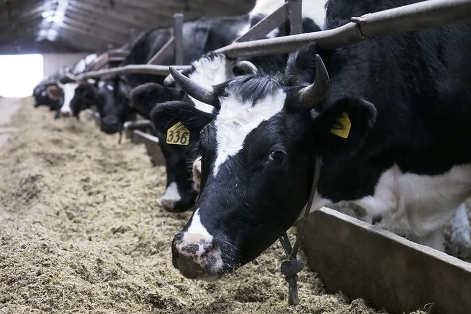 В Ясногорском районе охотоведа оштрафовали за нарушения ветеринарных правил на охотничьих угодьях.