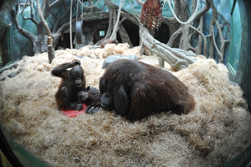 Новосибирцы выбрали имя для новорожденного детеныша орангутана