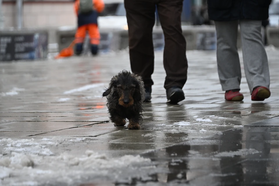 Дождь и снег прогнозируют ежедневно