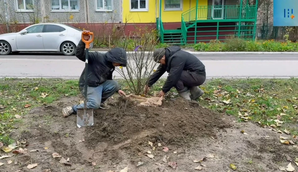 На улице Степана Разина появились новые кусты сирени.