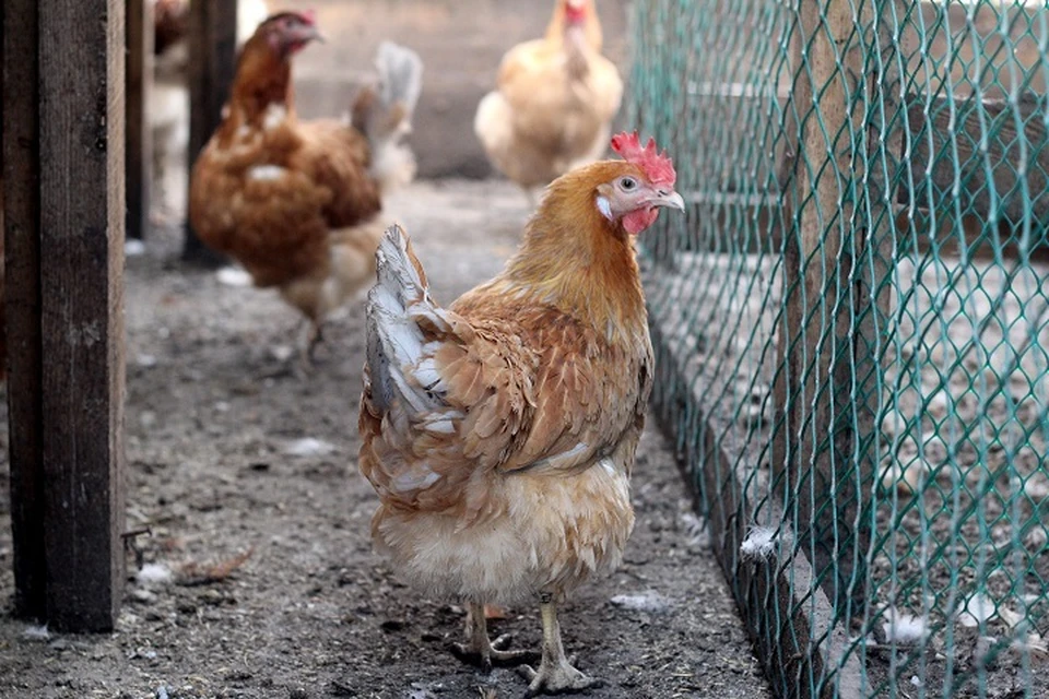 Инфекция выявлена в одномкрестьянско-фермерском и одном подсобном хозяйстве.