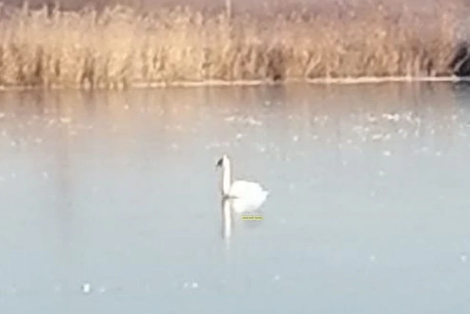 Одинокий лебедь был замечен под Нижним Тагилом. Фото: телеграм-канал «Инцидент Нижний Тагил»