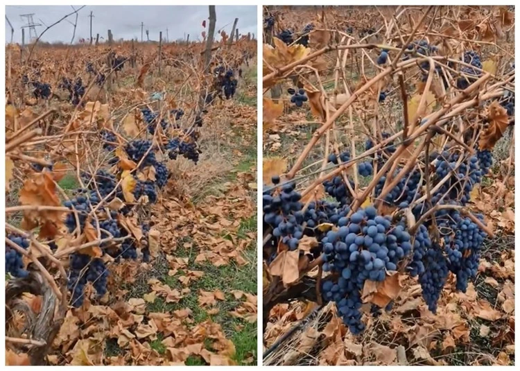 До слёз: Виноградарь из Молдовы показывает, как на плантации гниёт более 80 тонн продукции, а фермеров упрекают в расточительности