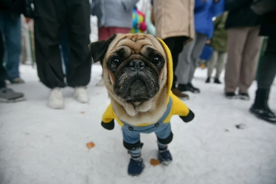 В Комсомольске-на-Амуре появятся специальные площадки для выгула собак