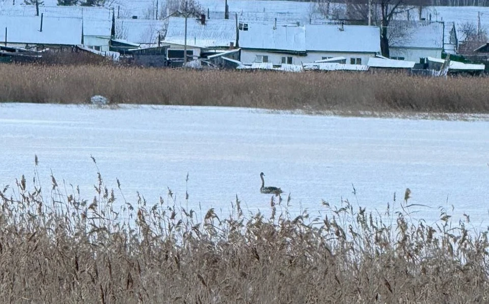Фото: телеграм-канал «Омский новостной поезд»