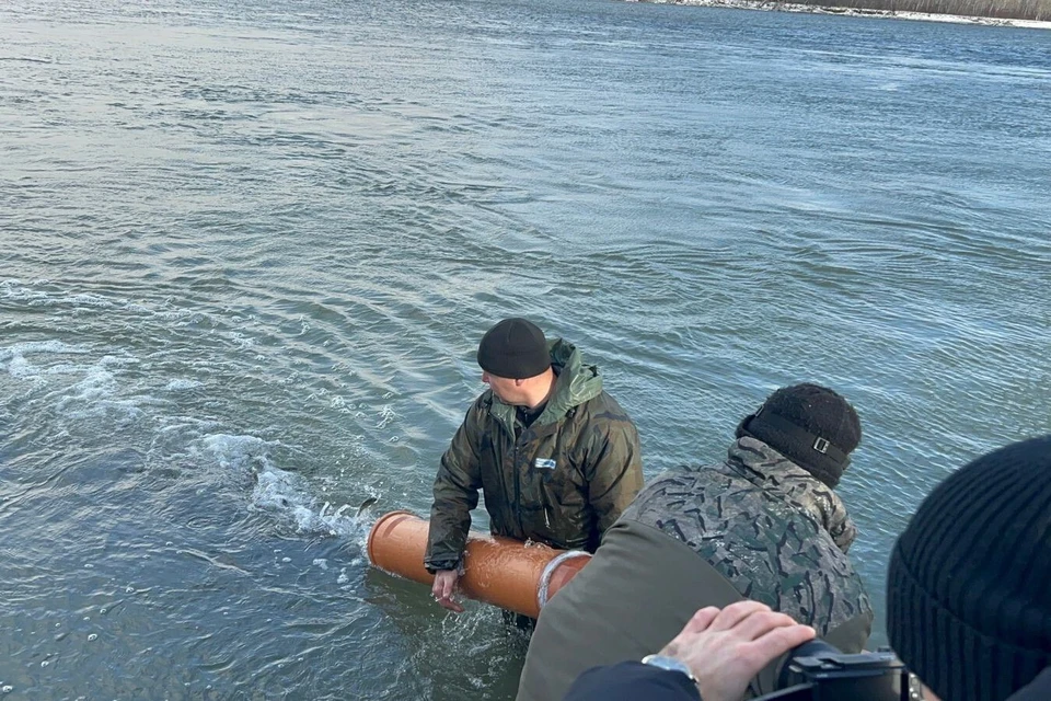 Рыбу выпустили в Обь