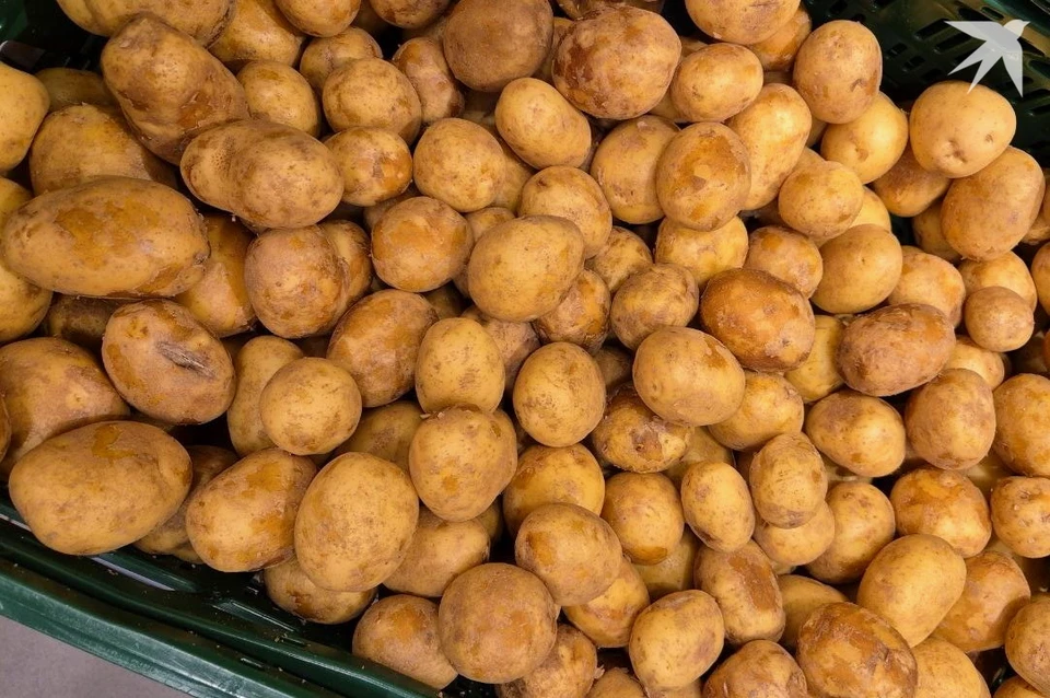 Беларусь собрала урожай картофеля. Фото: архив «КП».