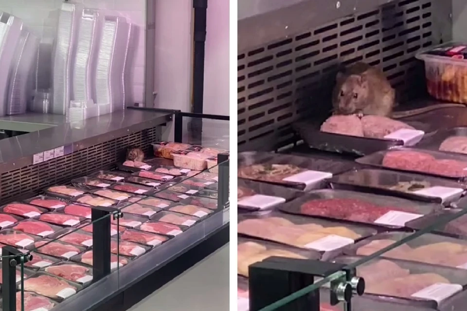 Жители Владивостока сняли видео, как крыса ест котлеты на прилавке. Фото: кадр с видео Максим Чихунов. Политик и правозащитник / t.me/urist_pomosh.