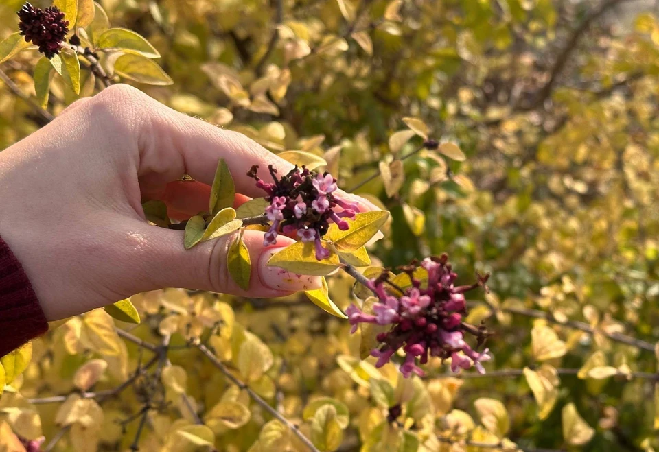 Природное явление связано не только с теплой и мягкой осенью, но и с жарким летом