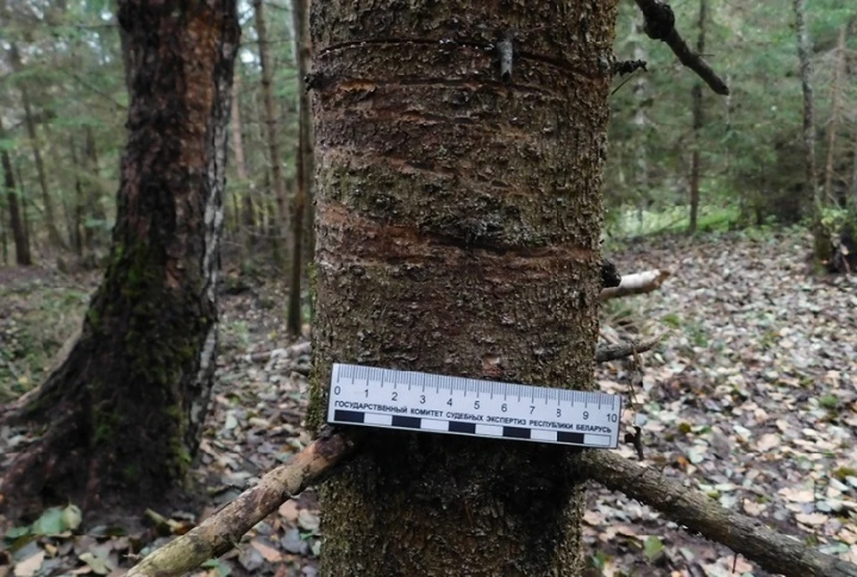 Пенсионер из Березино незаконно добыл лося рядом со своей дачей. Фото: СК.