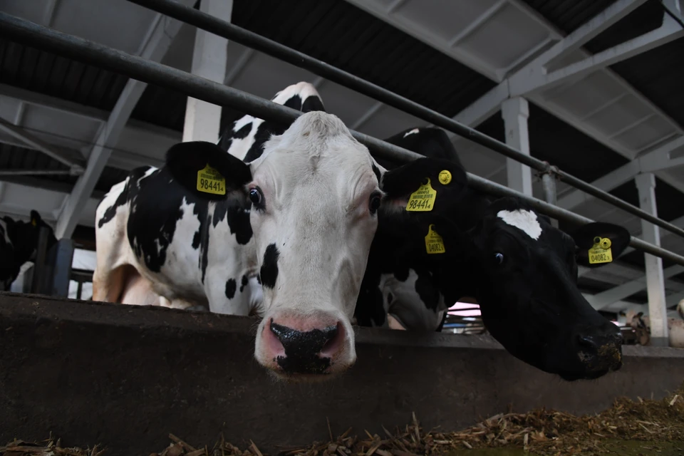 Животных поймали