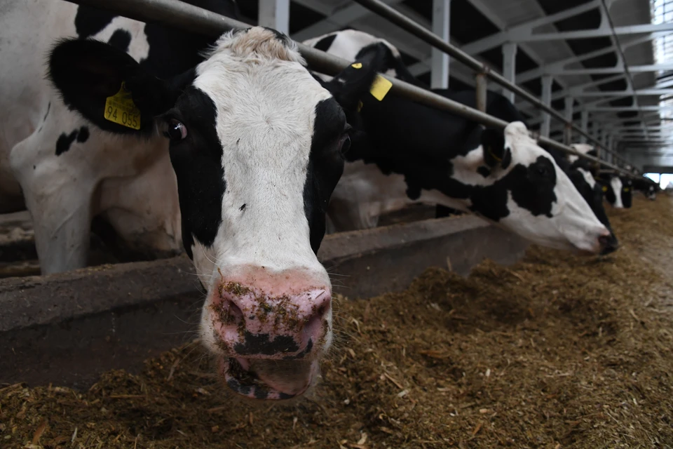 Животные на ферме.