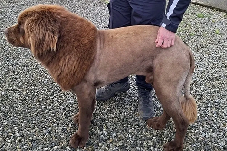 Паника на всю страну: ирландцы приняли за льва стриженую собаку