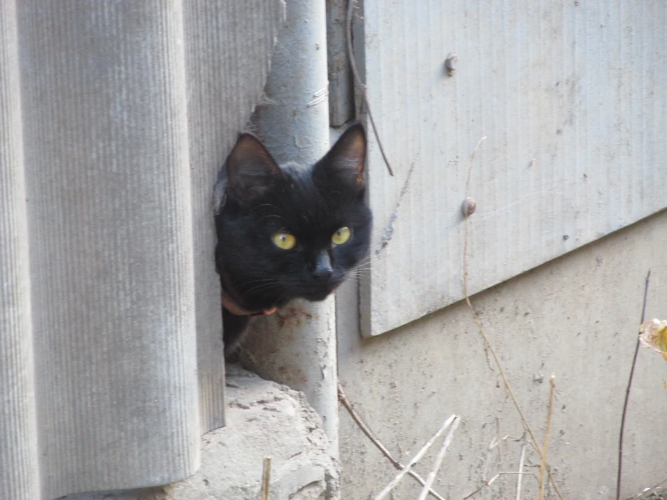 Фото Елены Федяшевой