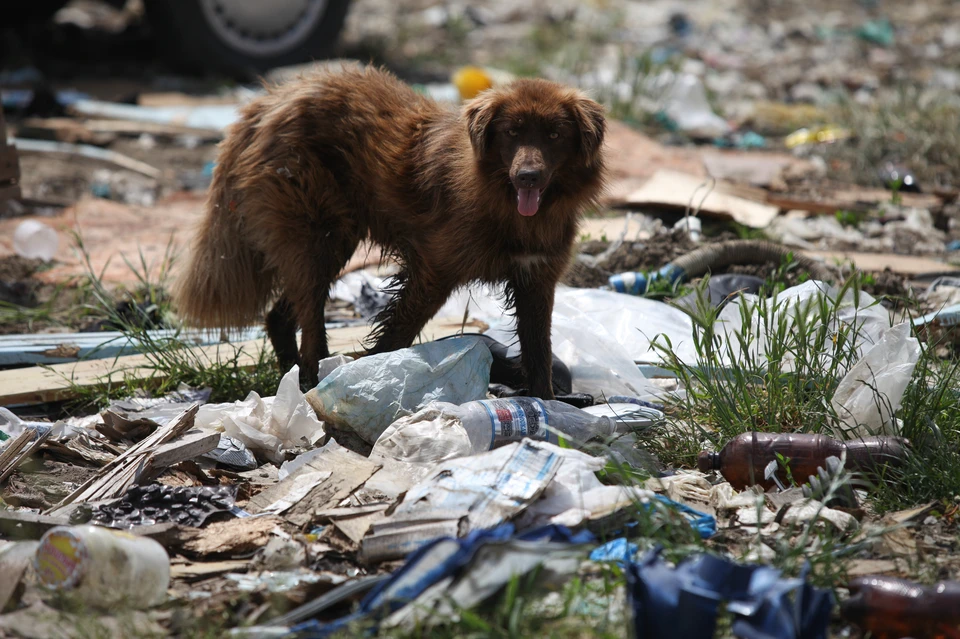Стихийные мусорные завалы обнаружили около контейнерных площадок