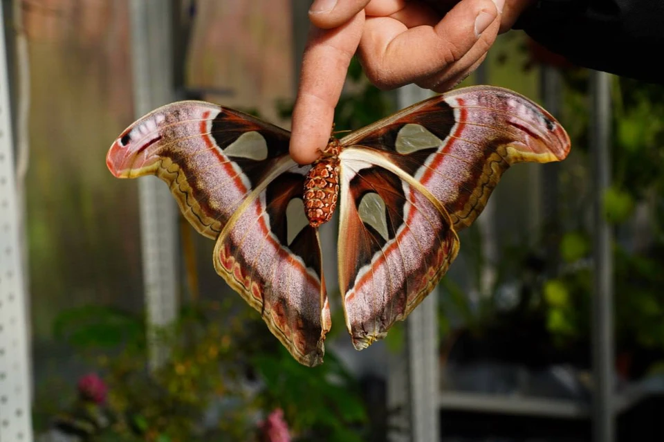 В Ботаническом саду КБГУ появилась самая крупная бабочка в мире