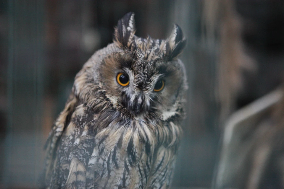 В Томской области совы помогут защитить урожай от грызунов