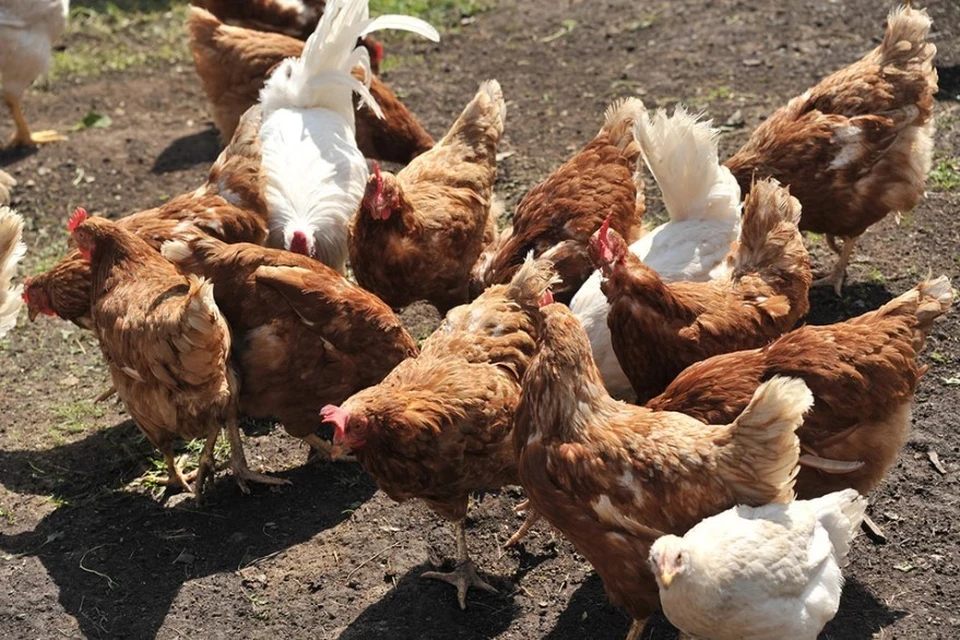 Птицефабрика в Тюмени приостановила работу из-за вспышки инфекции птиц