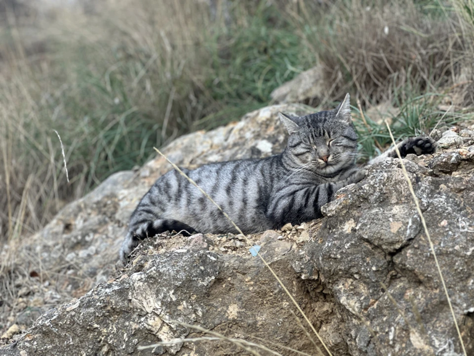Бесплатная вакцинация пройдет 15 ноября. Фото: sev.gov.ru