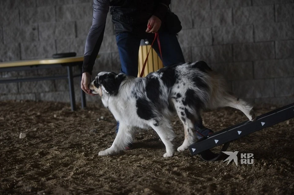 В Нижнем Тагиле собаки набросились на ребенка