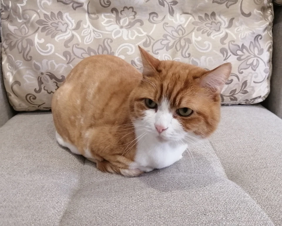 Кокос. Фото: группа «Метелёва, Воронинские горки - Тюмень».