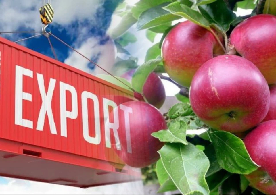 Больше всего молдавских яблок уходит в Россию. Фото: коллаж КП
