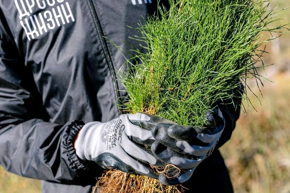 Фото: АНО «Древо жизни»