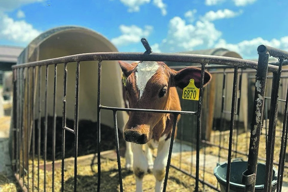 В Володарском округе построят тепличный комплекс и животноводческие фермы