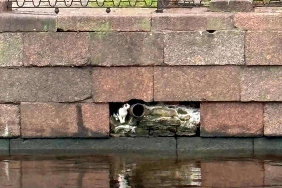 Спасатели предприняли уже три попытки его вызволить. Фото: vk.com/koshkispas