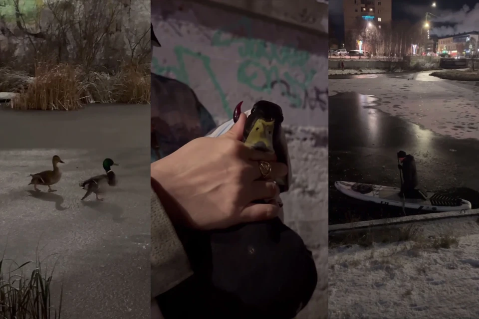 На льду замерзали две раненные утки - у селезня было сломано крыло, а у его подруги повреждена лапа. Фото: кадры из видео / Минприроды Мурманской области / t.me/ministecology_51