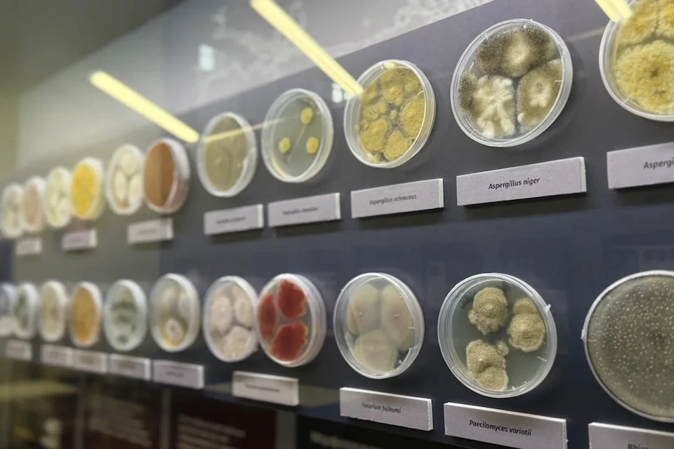 Уникальная выставка микромицетов открылась в московском Биокластере Фото: Биокластер