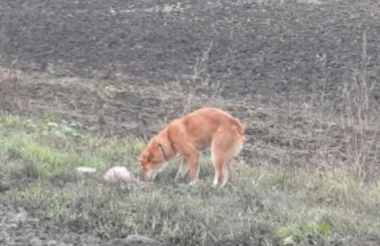 Под Курском собаку, которая три дня ждала своего хозяина, сбила машина