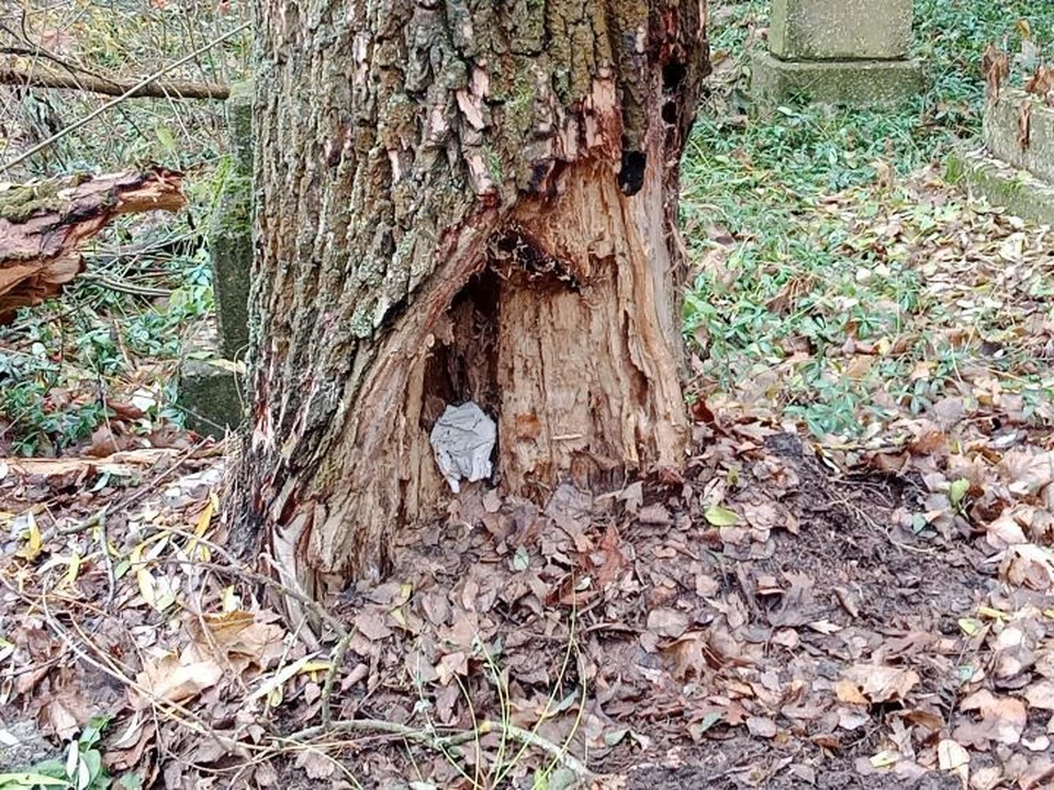 Территория находится в черте Курска