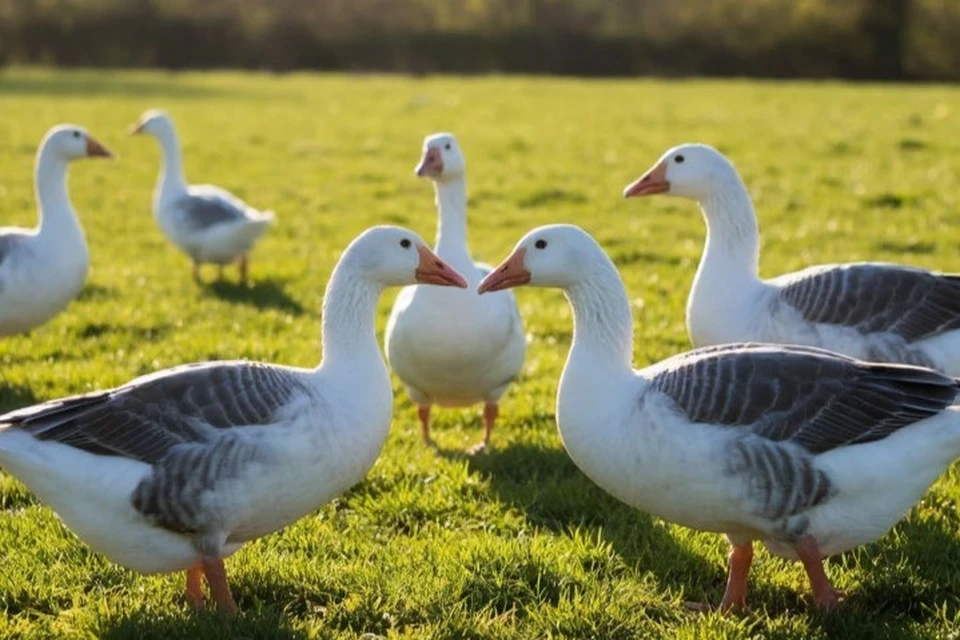 Фермер из Муслюмовского района Ирек Хамадишин заявил о желании вывести местную породу гусей. Фото: создано нейросетью