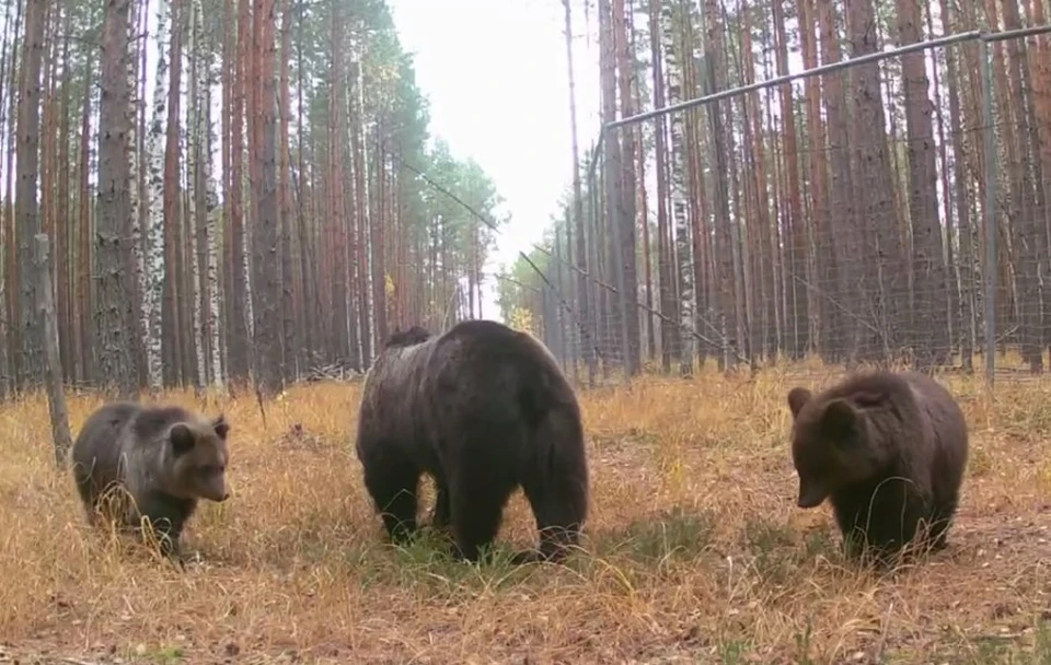 Бурые мишки еще не залегли в спячку. Фото: тг-канал Руслана Шамсутдинова