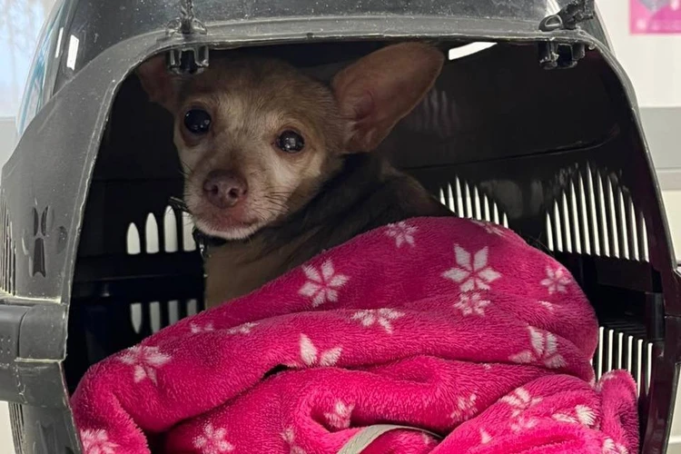 «Красные глаза и слюни»: лиса, напавшая на сибирячку и ее собаку, была заражена смертельным вирусом