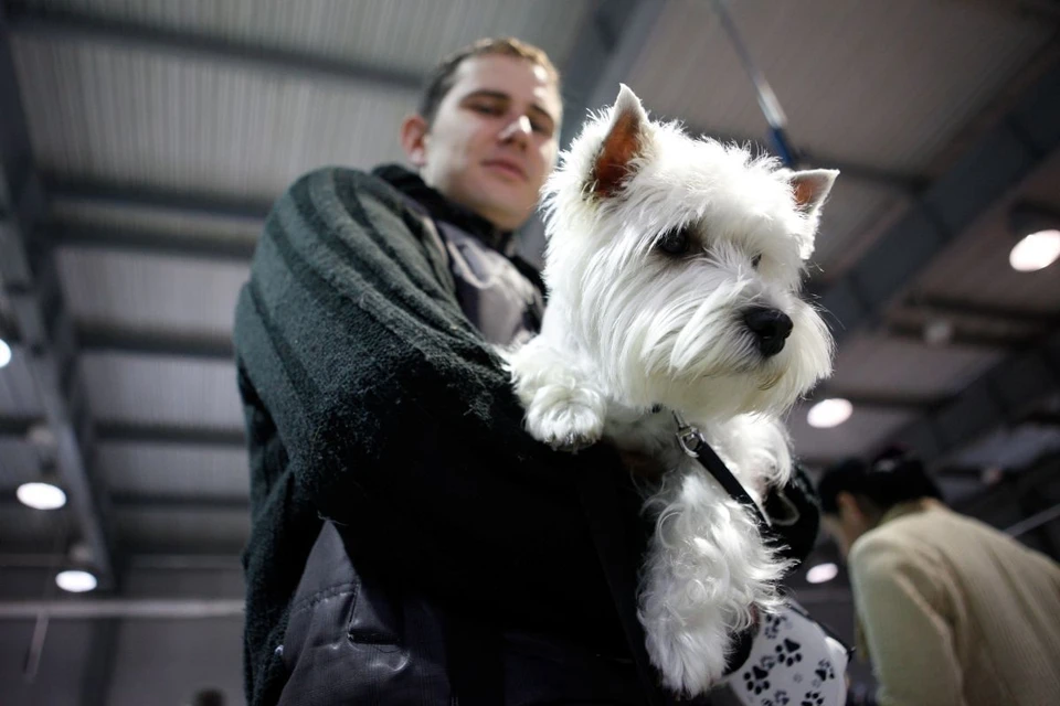 Мужчина зашел в комнату за собакой и документами