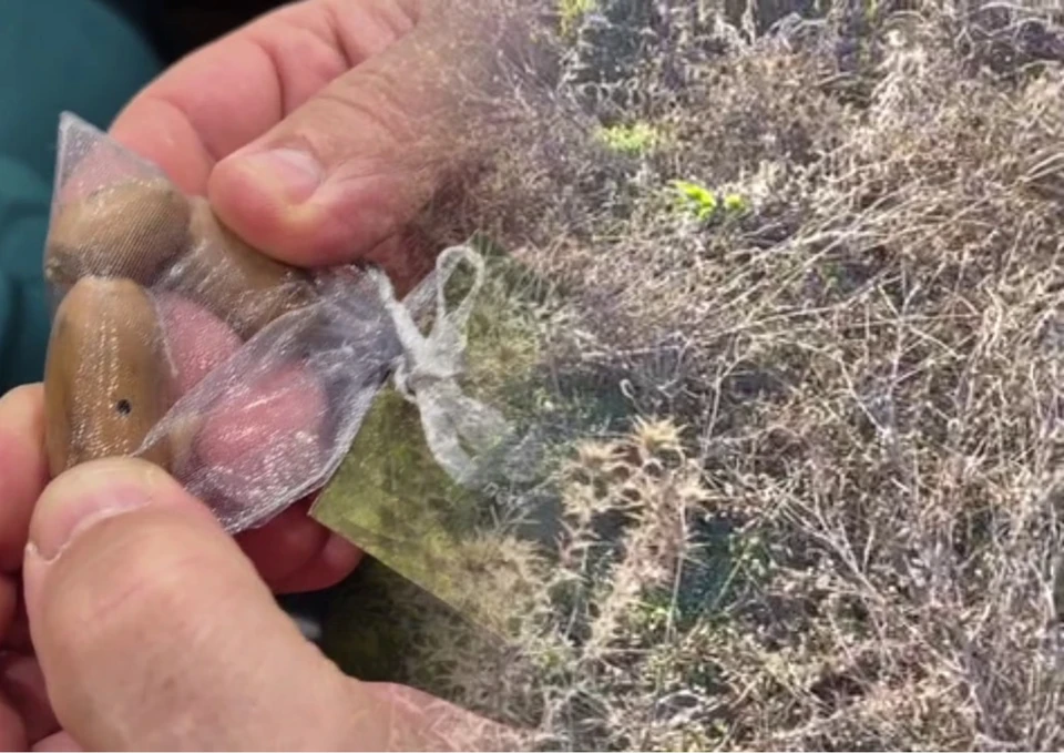 Из червивых желудей лес не вырастет. Фото: коллаж КП