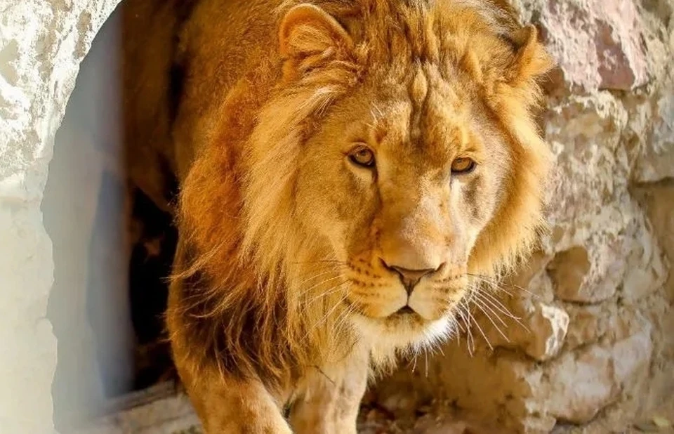 Хищник быстро адаптировался к крымским условиям. Фото: МБУК «Парки столицы»