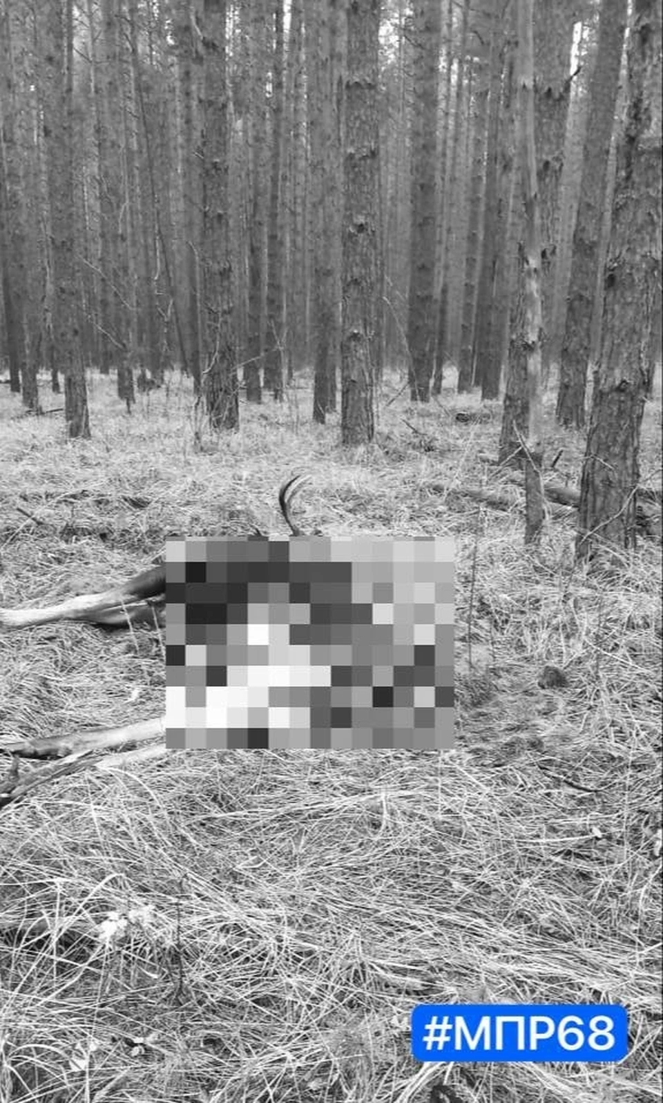 Труп лося нашли в Бондарском округе